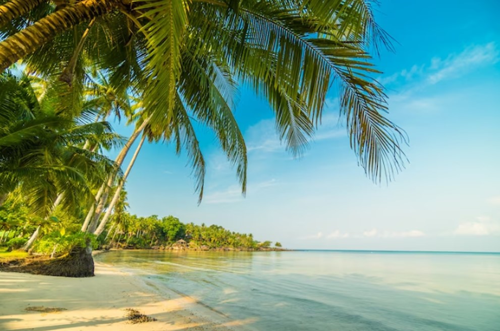 beach with palm trees