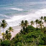 beach with palm trees