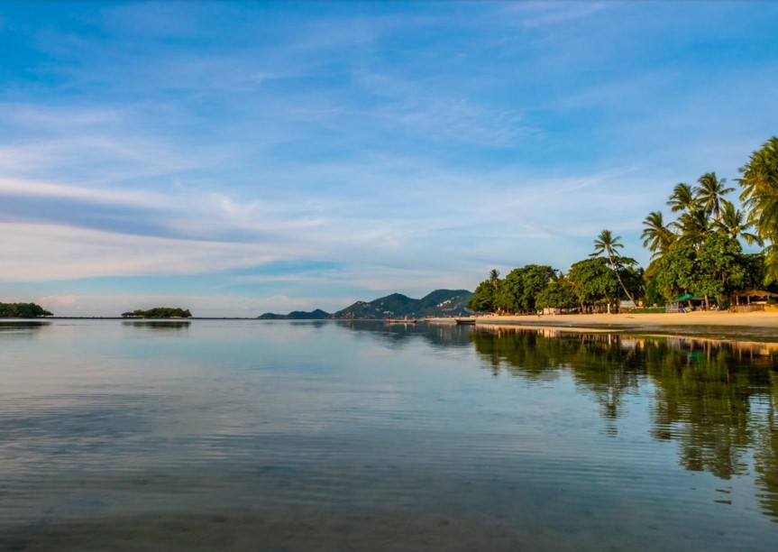 beach with palm trees