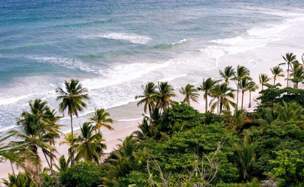 beach with palm trees