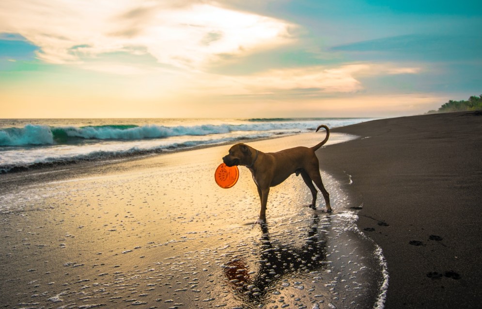 brown dog with a frisbee