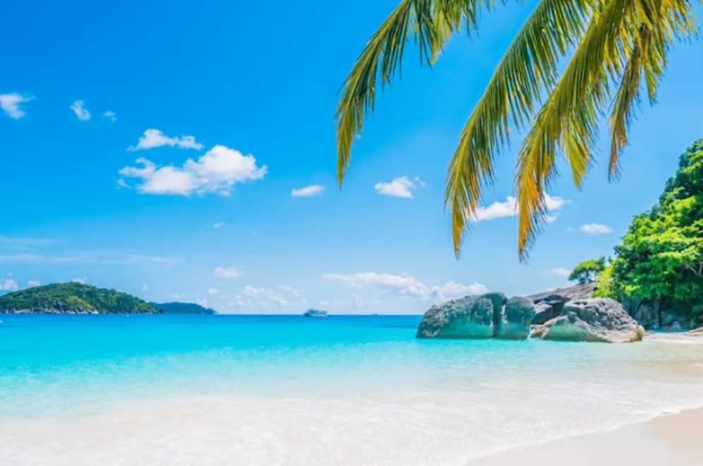 coconut palms on a beach