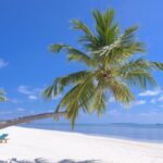 coconut tree on a beach