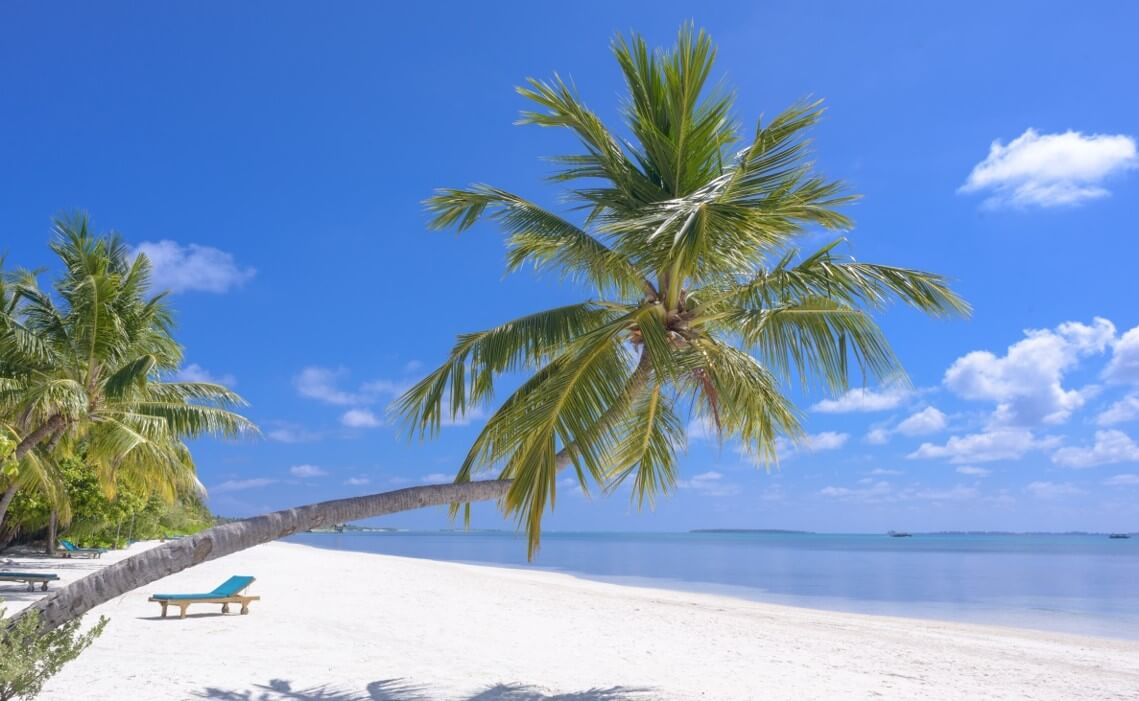 coconut tree on a beach