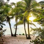 coconut trees on a beach