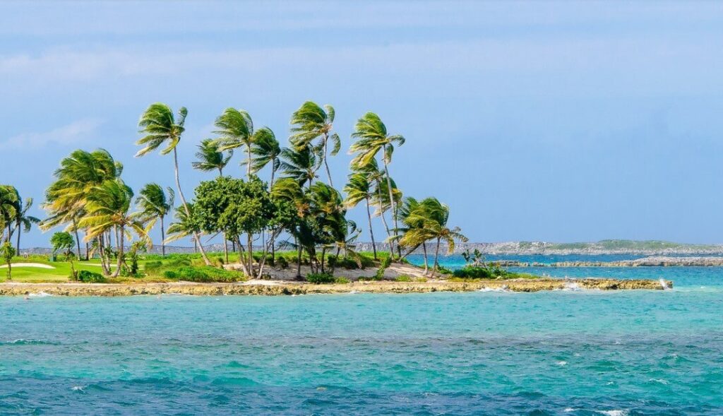 coconut trees on a beach