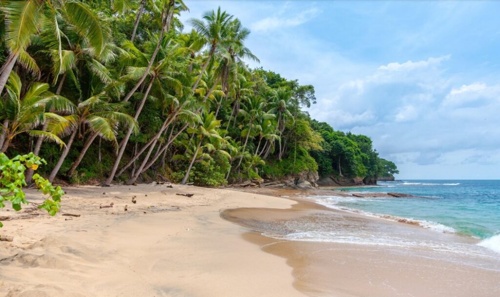 forest next to the beach