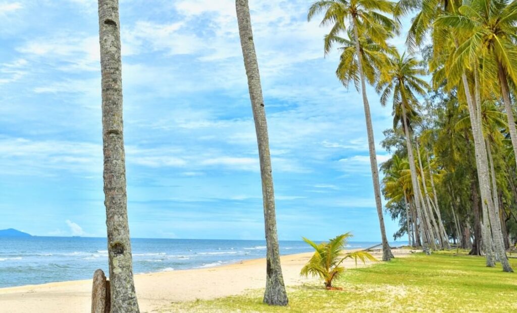 palm tree on a beach