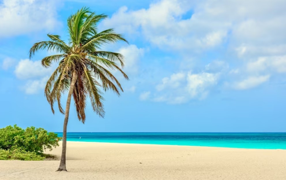 palm tree on a white sandy beach