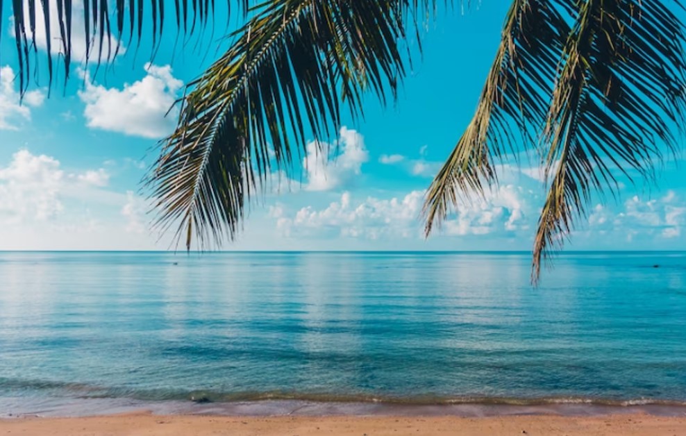 palm trees on a beach