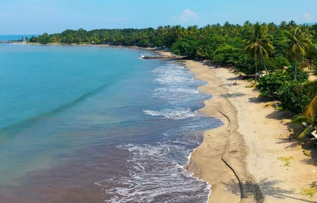 palm trees on a beach