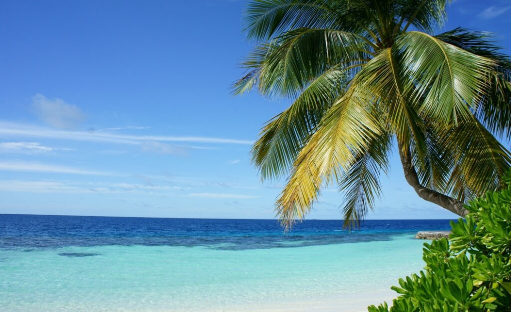 palm trees on a beach