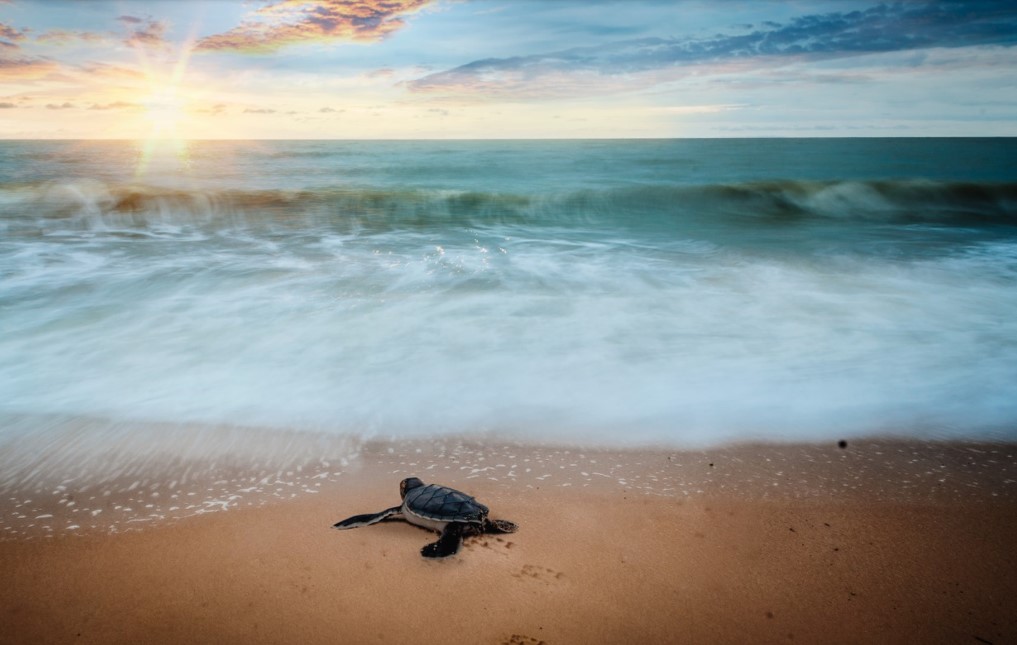 sea turtle on a beach