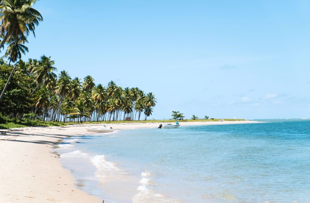 trees along a sandy beach