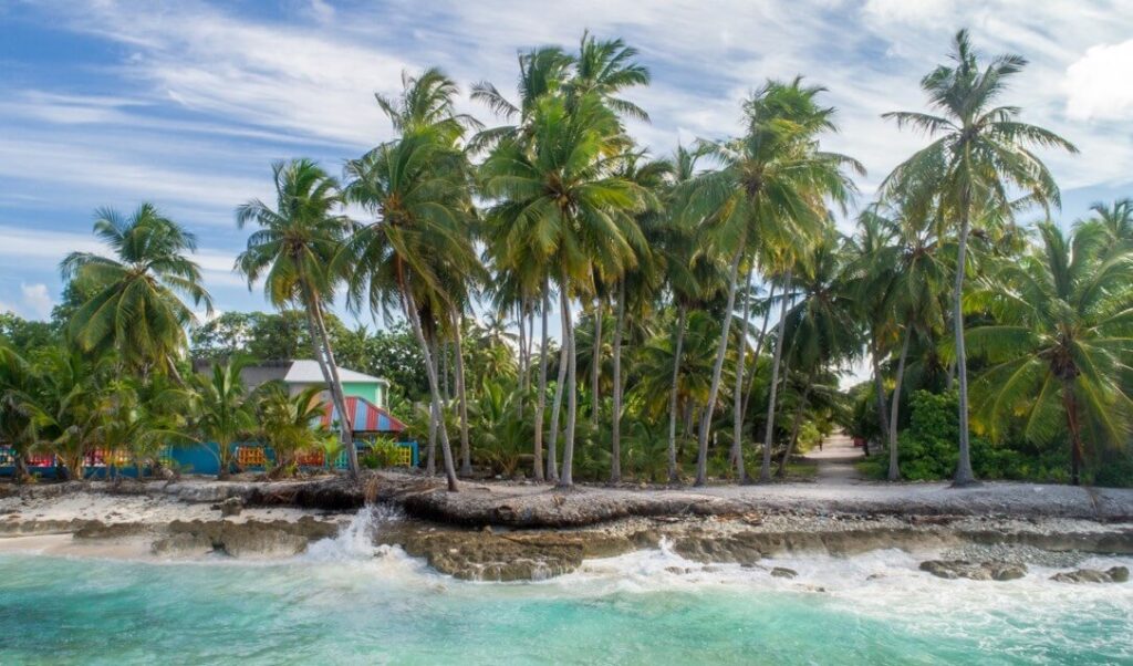 trees lining a beach