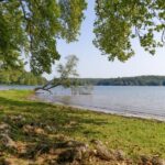 trees on a lake shore