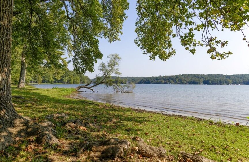 trees on a lake shore