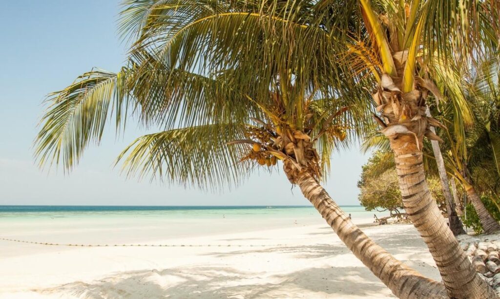 trees on a seashore