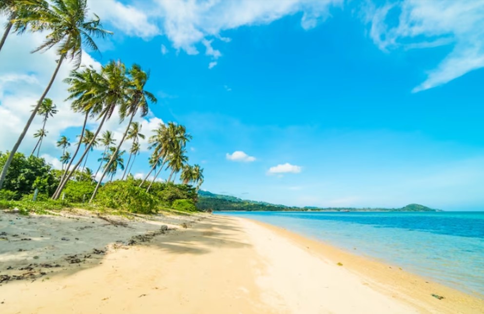 trees on a tropical beach